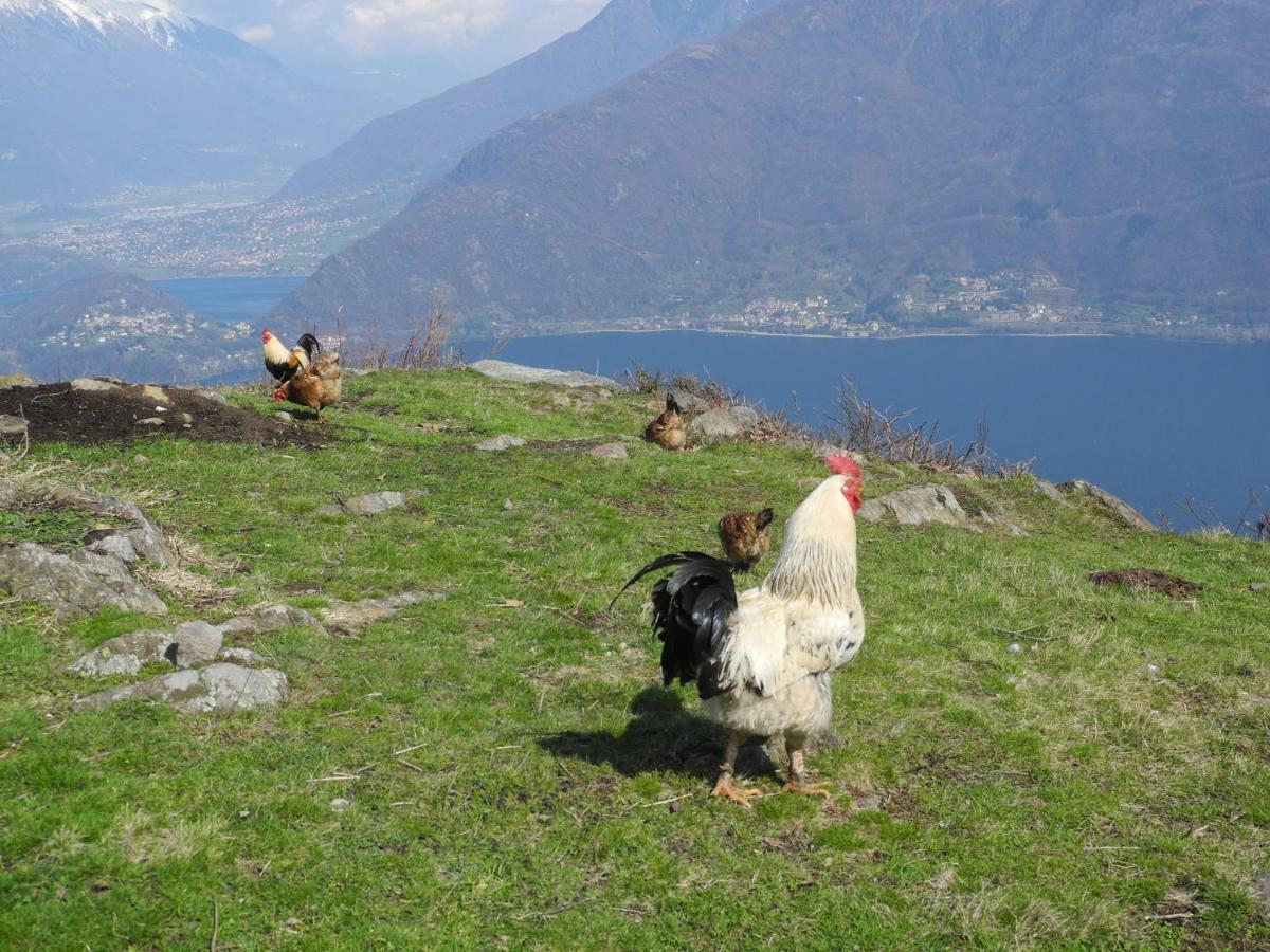 Pianello Del Lario Agriturismo Piccolo Paradiso מראה חיצוני תמונה