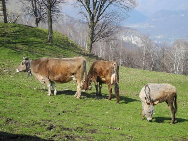 Pianello Del Lario Agriturismo Piccolo Paradiso מראה חיצוני תמונה
