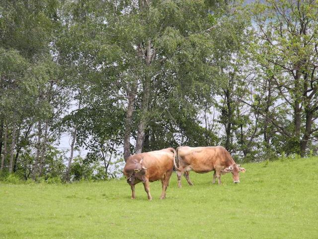 Pianello Del Lario Agriturismo Piccolo Paradiso מראה חיצוני תמונה